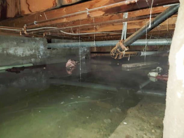 Best Ceiling water damage repair  in Dunlap, IA